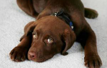 How to Treat Pet Stains
